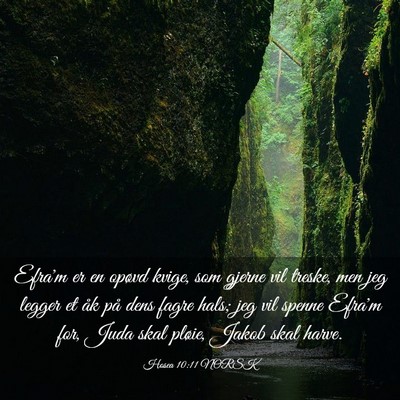 Picture 03 - Hosea 10:11 NORSK - Efra'm er en opøvd kvige, som gjerne vil treske, - Bible Verse Picture