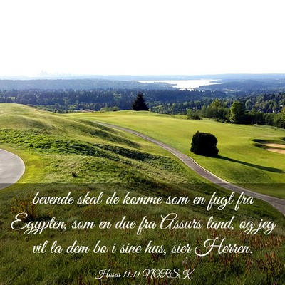 Picture 03 - Hosea 11:11 NORSK - bevende skal de komme som en fugl fra Egypten, - Bible Verse Picture