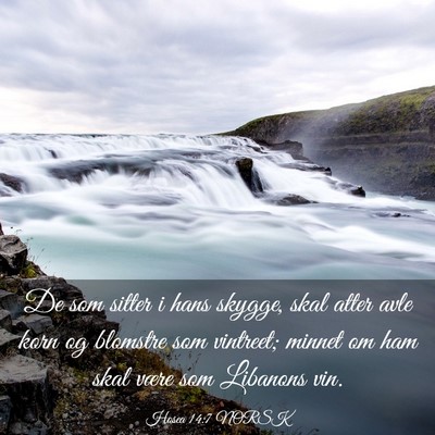 Picture 03 - Hosea 14:7 NORSK - De som sitter i hans skygge, skal atter avle korn - Bible Verse Picture