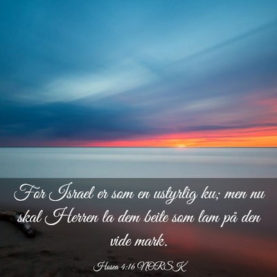 Picture 03 - Hosea 4:16 NORSK - For Israel er som en ustyrlig ku; men nu skal - Bible Verse Picture