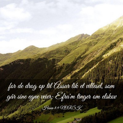 Picture 03 - Hosea 8:9 NORSK - for de drog op til Assur lik et villesel, som - Bible Verse Picture