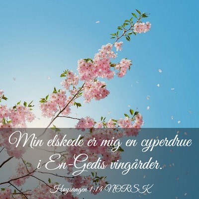 Picture 03 - Høysangen 1:14 NORSK - Min elskede er mig en cyperdrue i En-Gedis - Bible Verse Picture