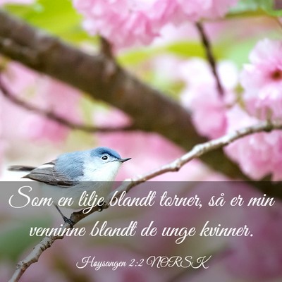 Picture 03 - Høysangen 2:2 NORSK - Som en lilje blandt torner, så er min venninne - Bible Verse Picture