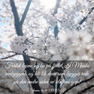 Picture 03 - Jeremia 48:28 NORSK - Forlat byene og bo på fjellet, I Moabs - Bible Verse Picture