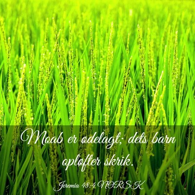 Picture 03 - Jeremia 48:4 NORSK - Moab er ødelagt; dets barn opløfter - Bible Verse Picture