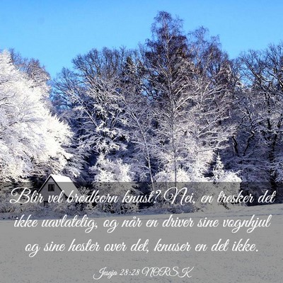 Picture 03 - Jesaja 28:28 NORSK - Blir vel brødkorn knust? Nei, en tresker det - Bible Verse Picture