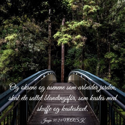 Picture 03 - Jesaja 30:24 NORSK - Og oksene og asenene som arbeider jorden, skal - Bible Verse Picture