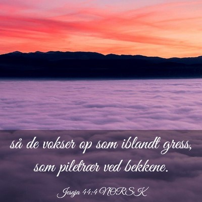 Picture 03 - Jesaja 44:4 NORSK - så de vokser op som iblandt gress, som piletrær - Bible Verse Picture