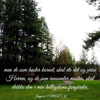 Picture 03 - Jesaja 62:9 NORSK - men de som høster kornet, skal ete det og prise - Bible Verse Picture