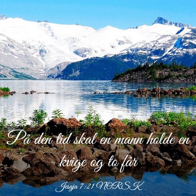 Picture 03 - Jesaja 7:21 NORSK - På den tid skal en mann holde en kvige og to - Bible Verse Picture