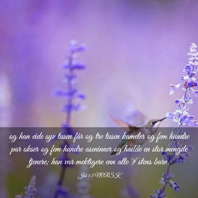 Picture 03 - Job 1:3 NORSK - og han eide syv tusen får og tre tusen kameler - Bible Verse Picture