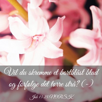Picture 03 - Job 13:25 NORSK - Vil du skremme et bortblåst blad og forfølge - Bible Verse Picture