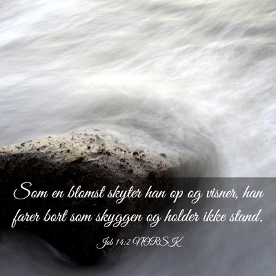 Picture 03 - Job 14:2 NORSK - Som en blomst skyter han op og visner, han farer - Bible Verse Picture