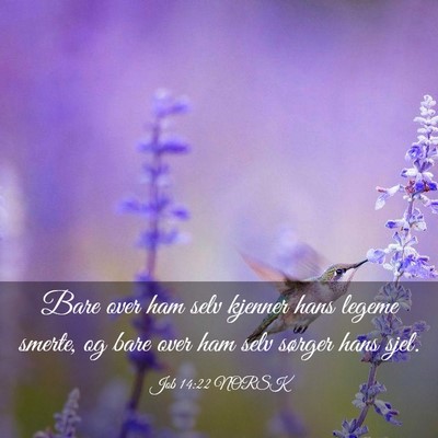 Picture 03 - Job 14:22 NORSK - Bare over ham selv kjenner hans legeme smerte, og - Bible Verse Picture
