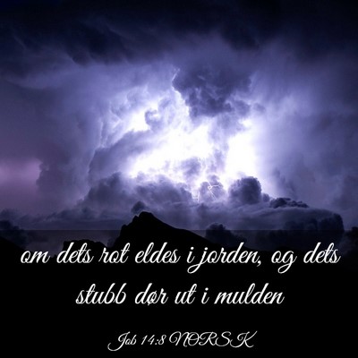 Picture 03 - Job 14:8 NORSK - om dets rot eldes i jorden, og dets stubb dør ut - Bible Verse Picture
