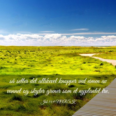 Picture 03 - Job 14:9 NORSK - så setter det allikevel knopper ved eimen av - Bible Verse Picture