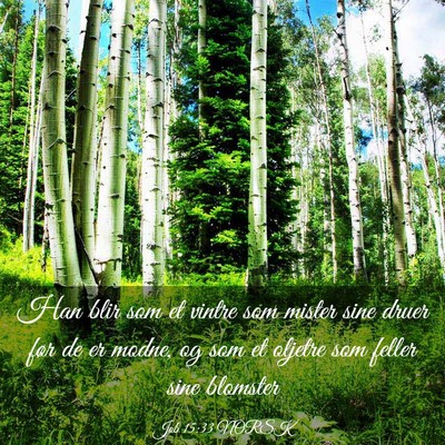 Picture 03 - Job 15:33 NORSK - Han blir som et vintre som mister sine druer før - Bible Verse Picture