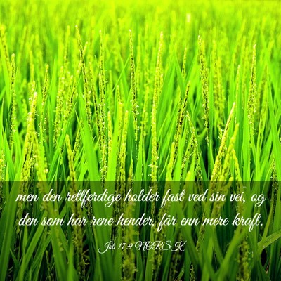 Picture 03 - Job 17:9 NORSK - men den rettferdige holder fast ved sin vei, og - Bible Verse Picture
