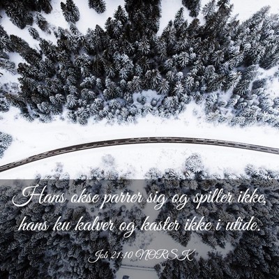 Picture 03 - Job 21:10 NORSK - Hans okse parrer sig og spiller ikke, hans ku - Bible Verse Picture