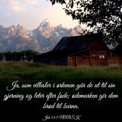 Picture 03 - Job 24:5 NORSK - Ja, som villesler i ørkenen går de ut til sin - Bible Verse Picture