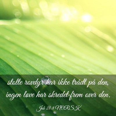 Picture 03 - Job 28:8 NORSK - stolte rovdyr har ikke trådt på den, ingen - Bible Verse Picture