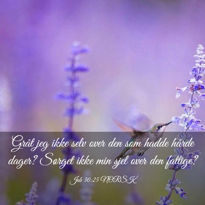 Picture 03 - Job 30:25 NORSK - Gråt jeg ikke selv over den som hadde hårde - Bible Verse Picture