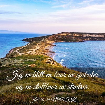 Picture 03 - Job 30:29 NORSK - Jeg er blitt en bror av sjakaler og en stallbror - Bible Verse Picture