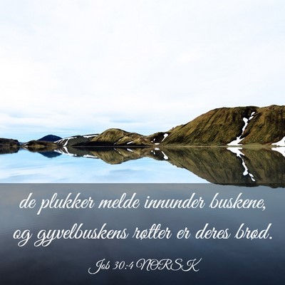 Picture 03 - Job 30:4 NORSK - de plukker melde innunder buskene, og - Bible Verse Picture