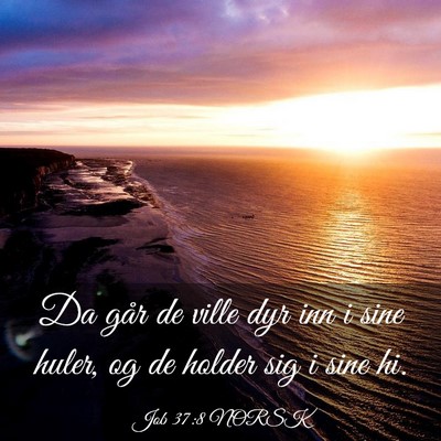 Picture 03 - Job 37:8 NORSK - Da går de ville dyr inn i sine huler, og de - Bible Verse Picture
