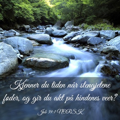 Picture 03 - Job 39:1 NORSK - Kjenner du tiden når stengjetene føder, og gir - Bible Verse Picture