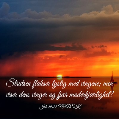 Picture 03 - Job 39:13 NORSK - Strutsen flakser lystig med vingene; men viser - Bible Verse Picture