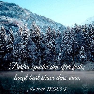 Picture 03 - Job 39:29 NORSK - Derfra speider den efter føde; langt bort skuer - Bible Verse Picture