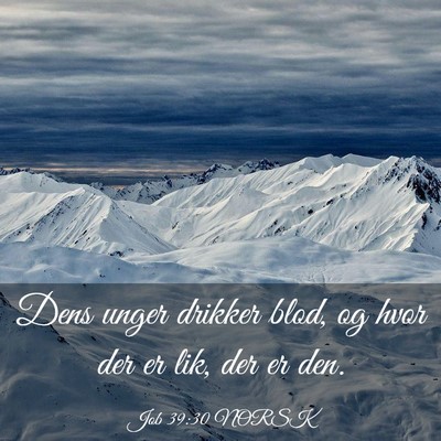 Picture 03 - Job 39:30 NORSK - Dens unger drikker blod, og hvor der er lik, der - Bible Verse Picture
