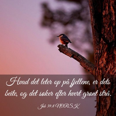 Picture 03 - Job 39:8 NORSK - Hvad det leter op på fjellene, er dets beite, og - Bible Verse Picture