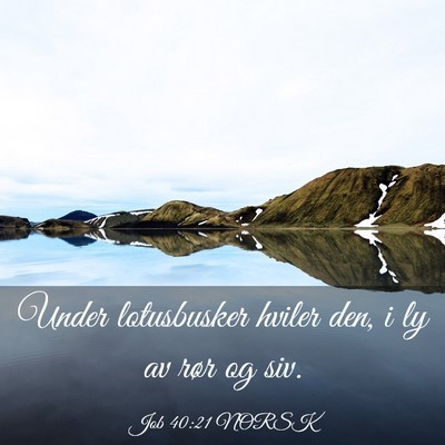 Picture 03 - Job 40:21 NORSK - Under lotusbusker hviler den, i ly av rør og - Bible Verse Picture