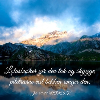 Picture 03 - Job 40:22 NORSK - Lotusbusker gir den tak og skygge, piletrærne - Bible Verse Picture