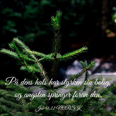 Picture 03 - Job 41:22 NORSK - På dens hals har styrken sin bolig, og angsten - Bible Verse Picture