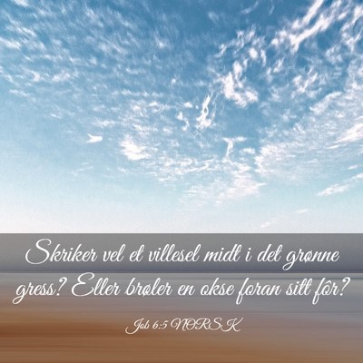Picture 03 - Job 6:5 NORSK - Skriker vel et villesel midt i det grønne gress? - Bible Verse Picture