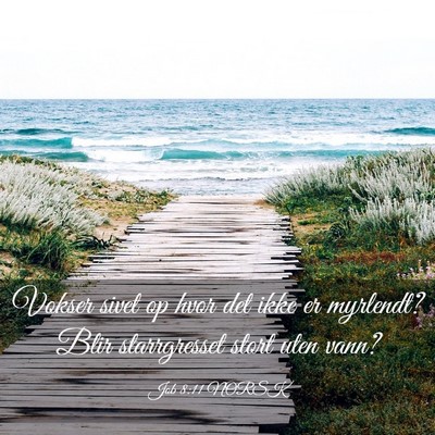 Picture 03 - Job 8:11 NORSK - Vokser sivet op hvor det ikke er myrlendt? Blir - Bible Verse Picture