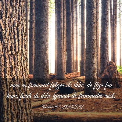 Picture 03 - Johannes 10:5 NORSK - men en fremmed følger de ikke, de flyr fra ham, - Bible Verse Picture