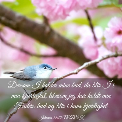 Picture 03 - Johannes 15:10 NORSK - Dersom I holder mine bud, da blir I i min - Bible Verse Picture