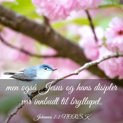 Picture 03 - Johannes 2:2 NORSK - men også Jesus og hans disipler var innbudt til - Bible Verse Picture