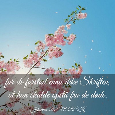 Picture 03 - Johannes 20:9 NORSK - for de forstod ennu ikke Skriften, at han skulde - Bible Verse Picture