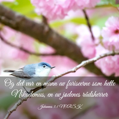 Picture 03 - Johannes 3:1 NORSK - Og det var en mann av fariseerne som hette - Bible Verse Picture