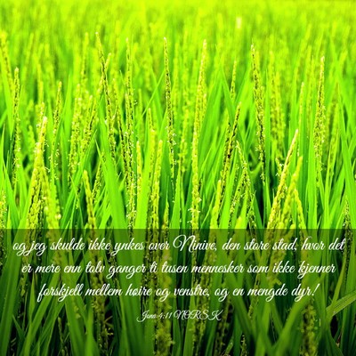 Picture 03 - Jona 4:11 NORSK - og jeg skulde ikke ynkes over Ninive, den store - Bible Verse Picture