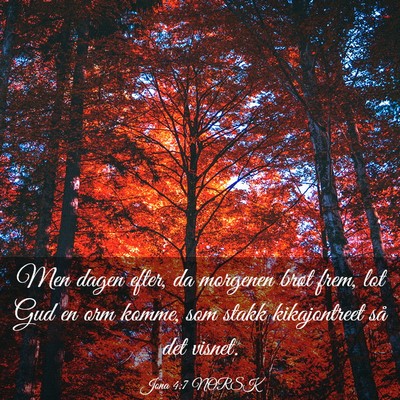 Picture 03 - Jona 4:7 NORSK - Men dagen efter, da morgenen brøt frem, lot Gud - Bible Verse Picture
