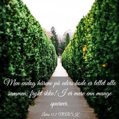 Picture 03 - Lukas 12:7 NORSK - Men endog hårene på eders hode er tellet alle - Bible Verse Picture