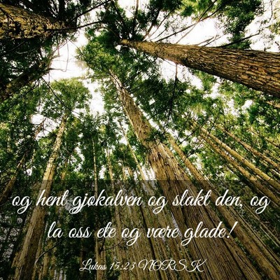 Picture 03 - Lukas 15:23 NORSK - og hent gjøkalven og slakt den, og la oss ete og - Bible Verse Picture