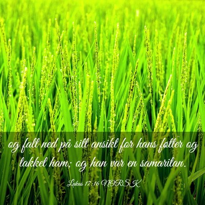 Picture 03 - Lukas 17:16 NORSK - og falt ned på sitt ansikt for hans føtter og - Bible Verse Picture