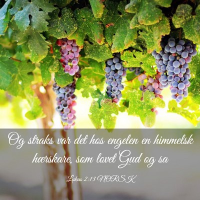 Picture 03 - Lukas 2:13 NORSK - Og straks var det hos engelen en himmelsk - Bible Verse Picture